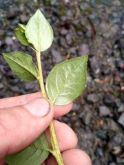 Cotoneaster simonsii