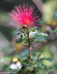 Calliandra purpurea