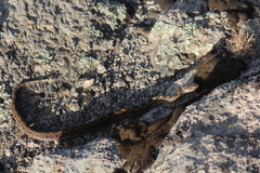 Crotalus ravus