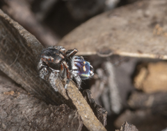 Maratus harrisi