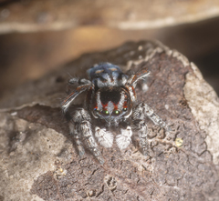 Maratus harrisi