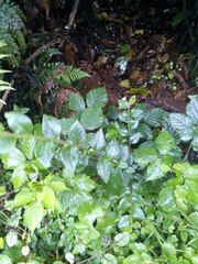 Cotoneaster simonsii