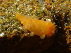 Triopha maculata image