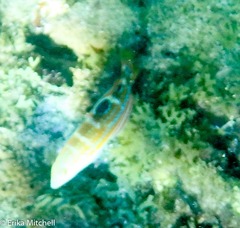 Halichoeres radiatus