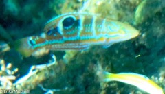 Halichoeres radiatus