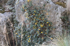 Berberis alpina