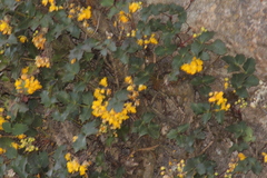 Berberis alpina