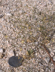 Nemacladus rubescens