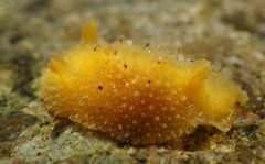 Thordisa bimaculata