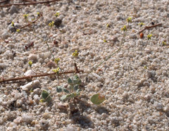Eriogonum reniforme