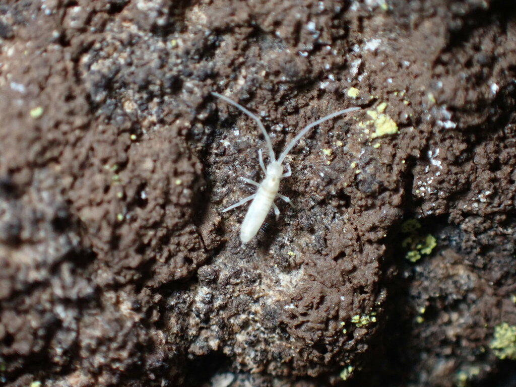 Pseudosinella hirsuta