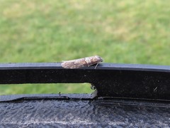 Tortricodes alternella