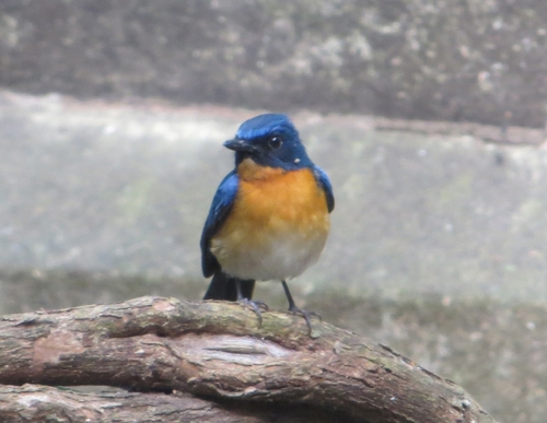 Cyornis rufigastra