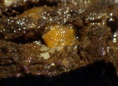 Thordisa bimaculata