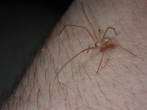 Nesticus barri