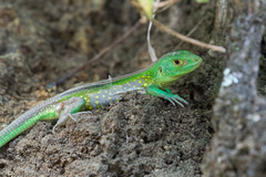 Cnemidophorus lemniscatus