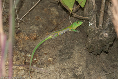 Cnemidophorus lemniscatus