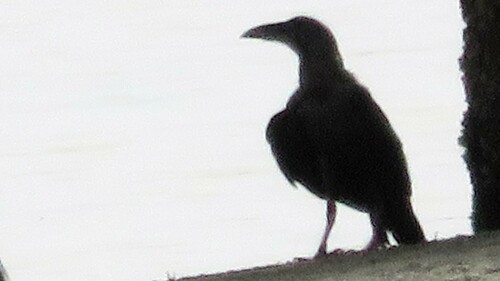 Cuervo desertícola (Corvus ruficollis)