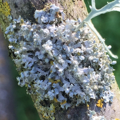 Physcia adscendens