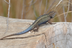 Sceloporus occidentalis becki