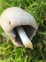 Coprinellus