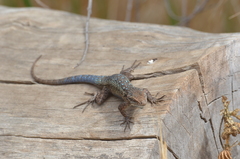 Sceloporus occidentalis becki