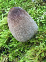 Coprinellus