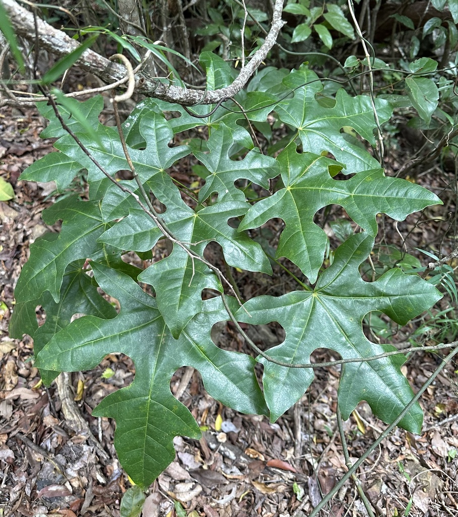 Brachychiton acerifolius, Conway National Park, Cape Conway, QLD, AU