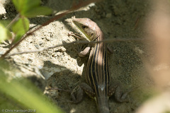 Cnemidophorus lemniscatus