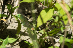 Cnemidophorus lemniscatus