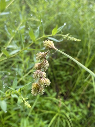Image of Carex projecta by (c) Dan MacNeal, some rights reserved (CC BY)