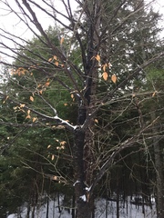 Cryptococcus fagisuga