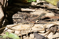 Ameiva atrigularis