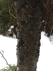 Cryptococcus fagisuga