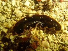 Pseudobiceros hancockanus