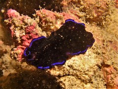 Pseudoceros caeruleocinctus