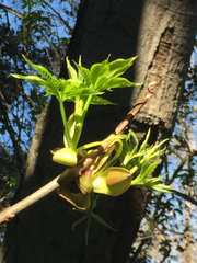 Aesculus californica