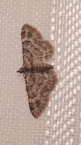 Gymnoscelis rufifasciata