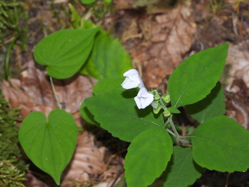 Falseteeth Skullcap (Scutellaria pseudoserrata)