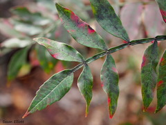 Rhus copallina image