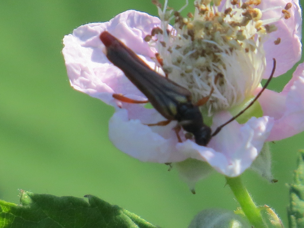 Neobellamira delicata