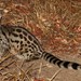 Rusty-spotted Genet - Photo (c) Carmelo López Abad, some rights reserved (CC BY-NC), uploaded by Carmelo López Abad