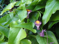 Aristolochia triangularis