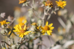 Senecio mairetianus