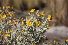 Senecio mairetianus