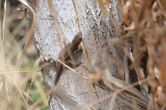 Sceloporus occidentalis becki