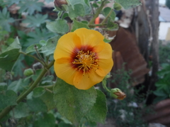 Abutilon hirtum