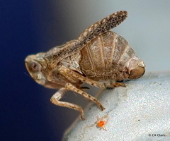 Danepteryx