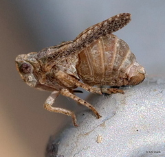 Danepteryx