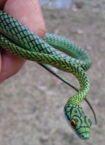Parrot Snakes